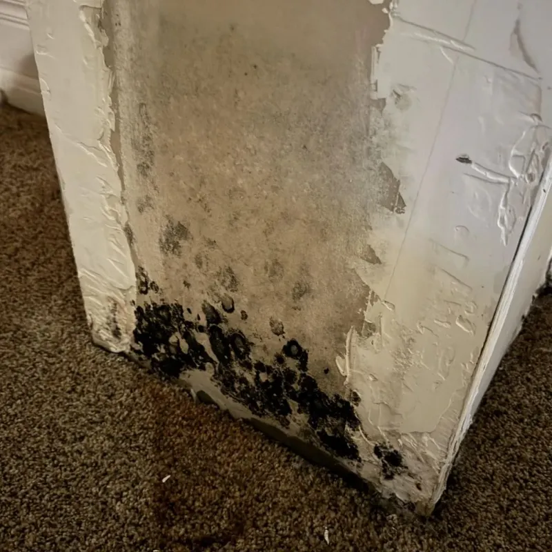 Professional Mold Removal in Guilford County, NC